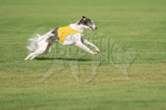 20260919-GVFRRC-AKC-LC-136
