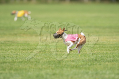 20260919-GVFRRC-AKC-LC-262