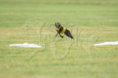 20260919-GVFRRC-AKC-LC-267