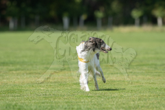 20260919-GVFRRC-AKC-LC-310