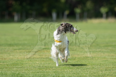 20260919-GVFRRC-AKC-LC-315