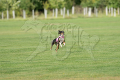 20260919-GVFRRC-AKC-LC-143