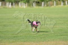 20260919-GVFRRC-AKC-LC-141
