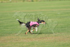 20260919-GVFRRC-AKC-LC-145