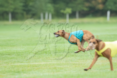 20260920-GVFRRC-AKC-LC-303