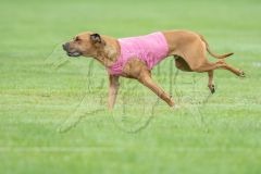 20260920-GVFRRC-AKC-LC-297