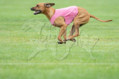 20260920-GVFRRC-AKC-LC-305