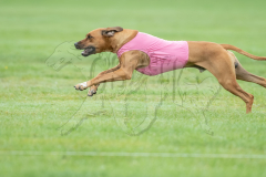 20260920-GVFRRC-AKC-LC-300