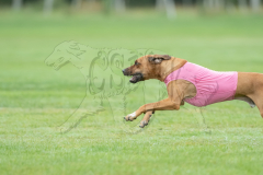 20260920-GVFRRC-AKC-LC-306