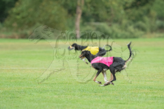 20260920-GVFRRC-AKC-LC-181