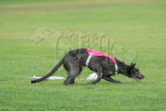 20260920-GVFRRC-AKC-LC-151