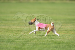 Basenji Finals