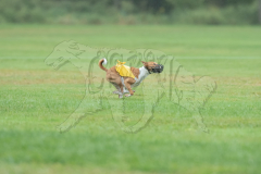 Basenji Finals