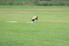 20260920-GVFRRC-AKC-LC-264