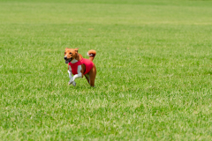 20240526-MemDayWknd-438