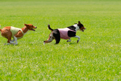 20240526-MemDayWknd-441