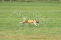 Basenji Prelims
