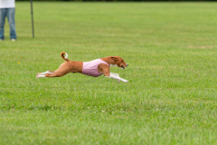 24MDIHCSighthoundSpree201