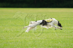 Borzoi BOB