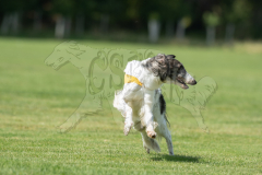 Borzoi Finals