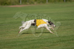 Borzoi Prelims