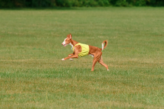 24UCBSCDeansBDayBash070