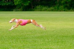 20240526-MemDayWknd-96