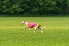 20240526-untitled-234