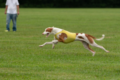 24MDIHCSighthoundSpree091