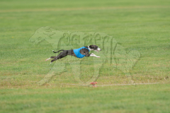 Italian Greyhound Prelims