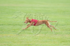 20260920-GVFRRC-AKC-LC-10