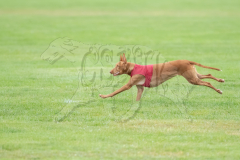 20260920-GVFRRC-AKC-LC-11