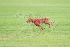 20260920-GVFRRC-AKC-LC-12