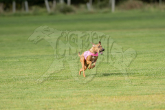 20260919-GVFRRC-AKC-LC-102