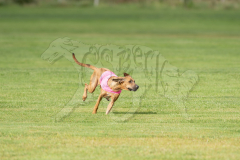 20260919-GVFRRC-AKC-LC-103