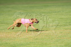 20260919-GVFRRC-AKC-LC-104