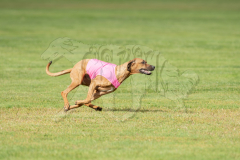 20260919-GVFRRC-AKC-LC-105