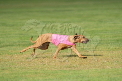 20260919-GVFRRC-AKC-LC-107