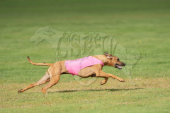 20260919-GVFRRC-AKC-LC-108