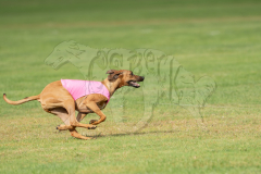 20260919-GVFRRC-AKC-LC-109