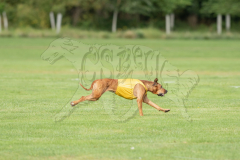 20260919-GVFRRC-AKC-LC-117