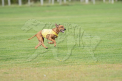 20260919-GVFRRC-AKC-LC-123