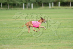 20260919-GVFRRC-AKC-LC-133