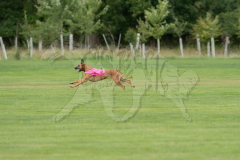 20260919-GVFRRC-AKC-LC-81