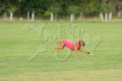 20260919-GVFRRC-AKC-LC-96