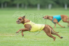 Rhodesian Ridgeback Best of Breed