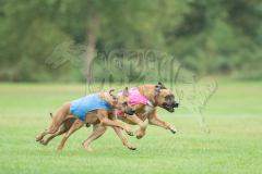 20260920-GVFRRC-AKC-LC-222
