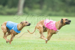 20260920-GVFRRC-AKC-LC-224