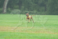 20260920-GVFRRC-AKC-LC-241