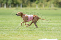 20260919-GVFRRC-AKC-LC-287
